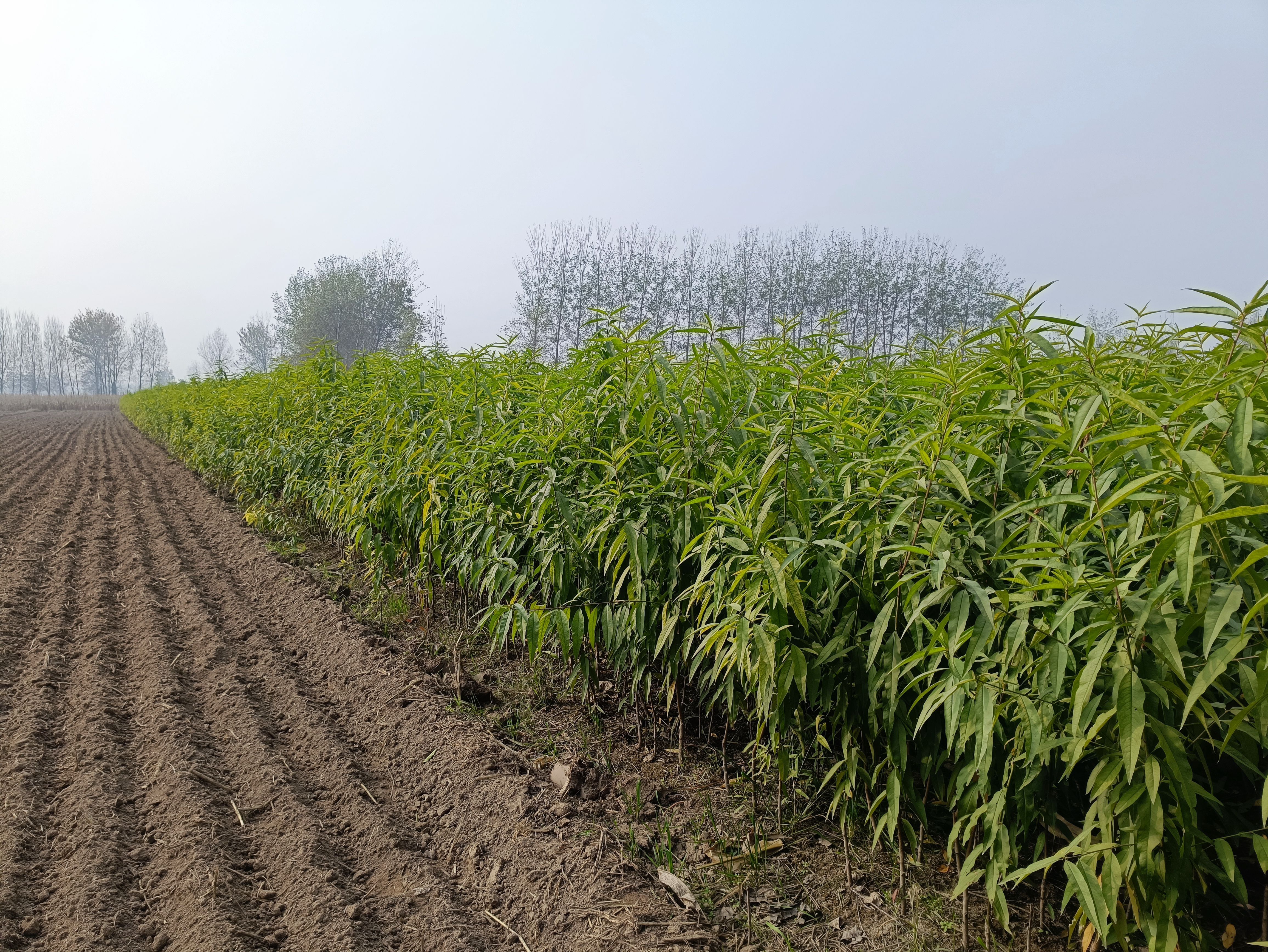 康发1号 黄桃苗