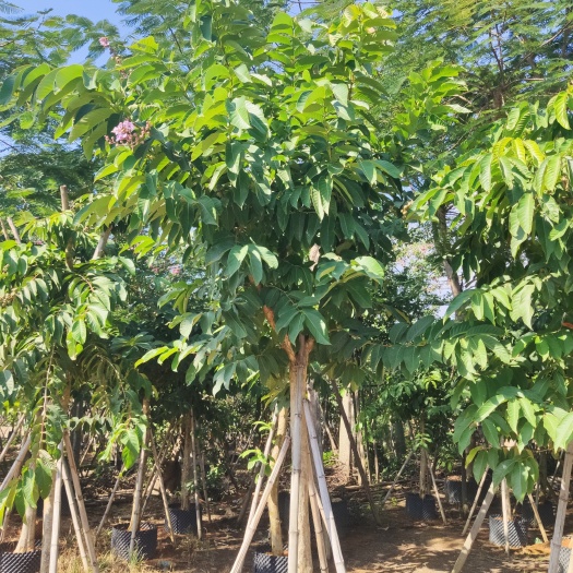 漳浦县大花紫薇  大叶紫薇