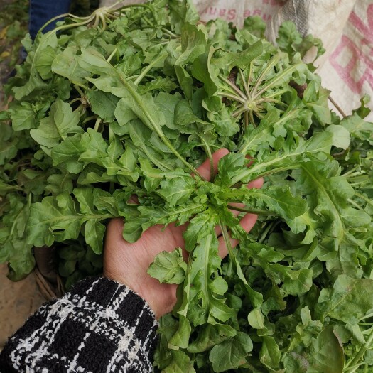 南阳 大叶荠菜