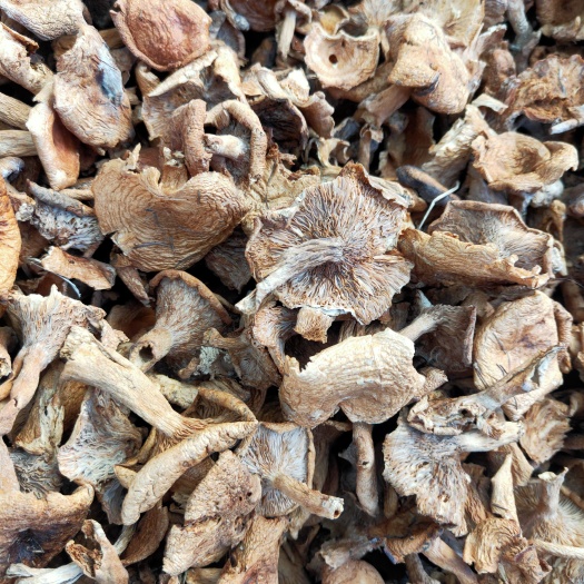 隆化縣雁鵝菌，銅綠菌，松乳菇，叢菌，寒菌，松樹菌，產(chǎn)地大量批發(fā)干貨