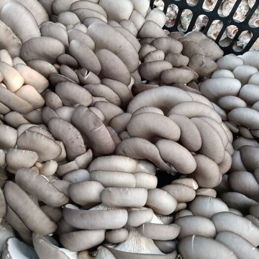 新沂市鲜平菇  平菇  小平菇 套环  头茬菇大量上市