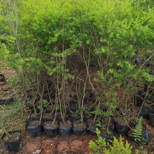 漳州种植基地黄金香柳自产自销小苗中苗球形自然形棒棒糖形