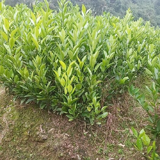 湖南省常德市桃源县优质由良柑桔苗供应