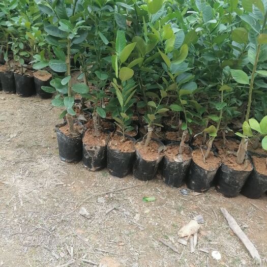 灵山县 广东香水柠檬苗