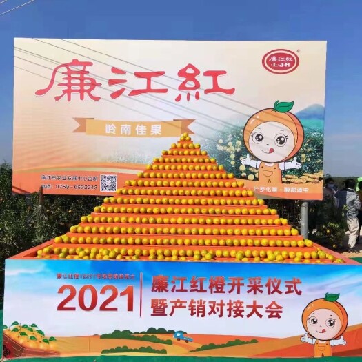 廉江市红橙  正宗红江橙：天然皮薄汁多口感鲜甜   当天采摘当天发货