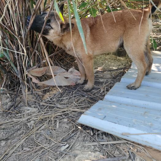 阳江土狗 小马犬，300一个，会抓老鼠看家