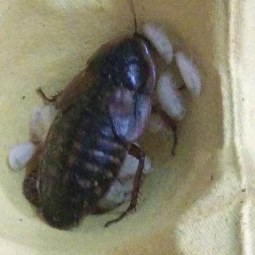 衡水杜比亚蟑螂活体饲料3至4厘米鬃狮蜥守宫乌龟仓鼠蜜袋鼯龙鱼鸟等
