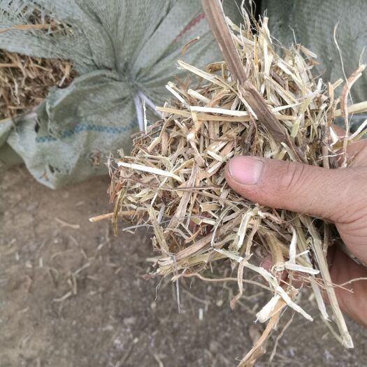 唐河县2021花生秧牛羊马饲草，无土无膜无霉变图片仅供参考
