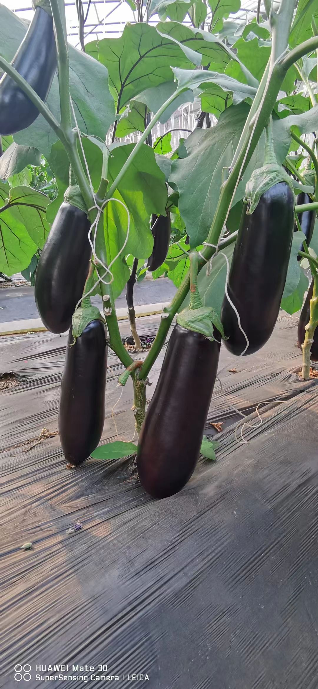 嫁接绿萼长茄苗 布利塔 765长茄苗 根系发达 易成活 丰产