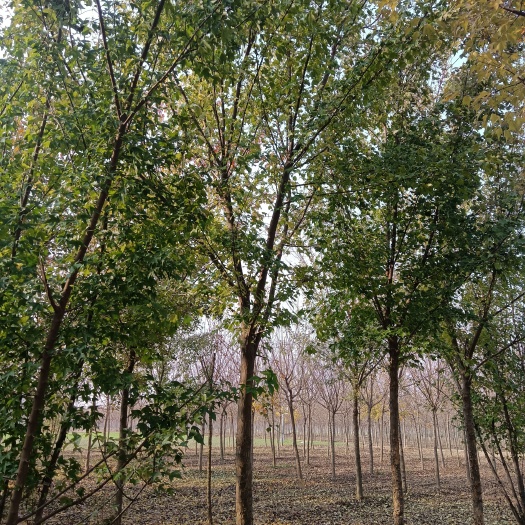菏泽基地直供三角枫6—12公分量大，可视屏看货，可地头装车