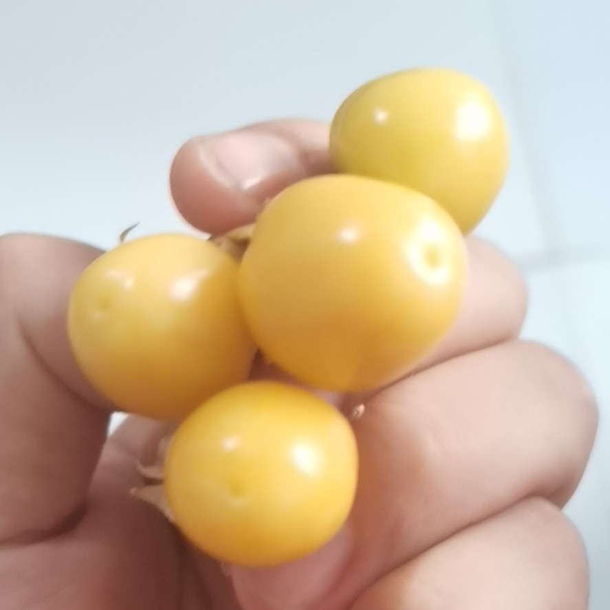 云南菇娘果灯笼果大量上市，支持一件代发，整车物流空运