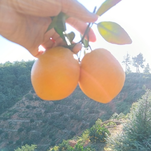 会昌县正宗赣南脐橙，假一赔十