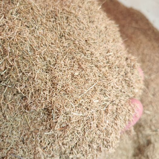 苏州产新 细茎针毛种子欢迎新老客户前来选购。