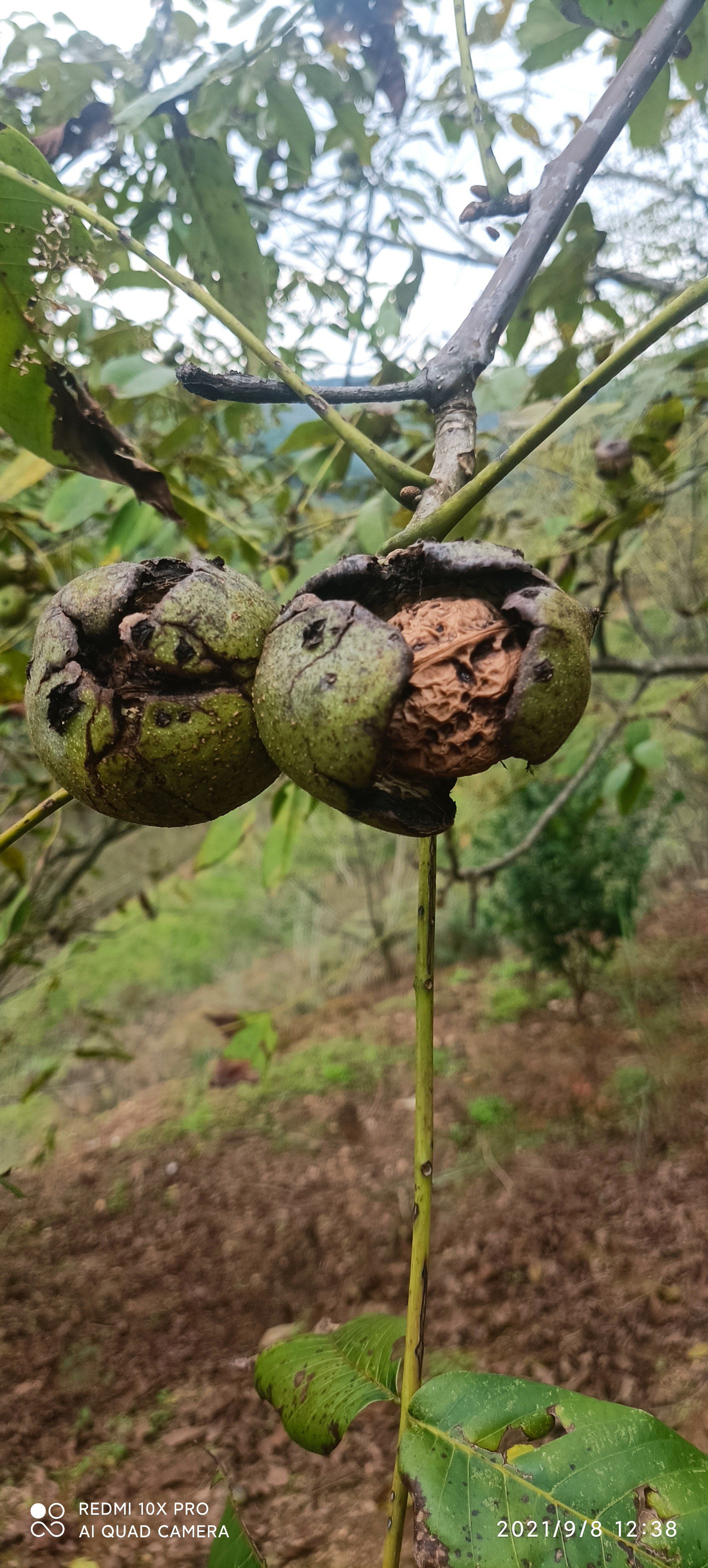 核桃油自家的核桃太阳光自晒液压冷榨产地直供价格优惠源汁源味。