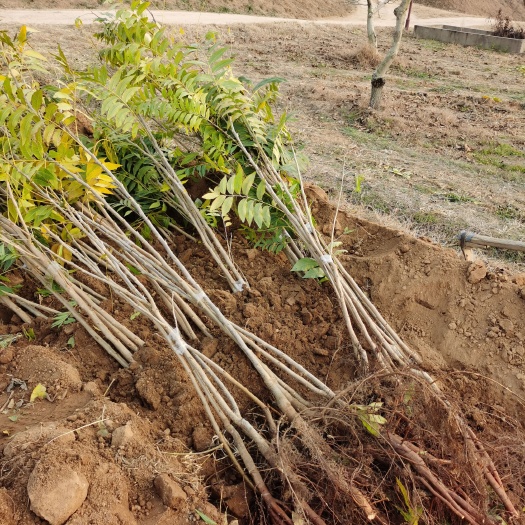 碧根果苗  碧根果三年嫁接苗 品种：波尼产量高省管理