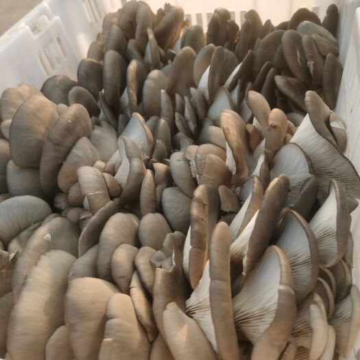 鲜蘑菇 平菇 货源充足  一手货源 货发全国
