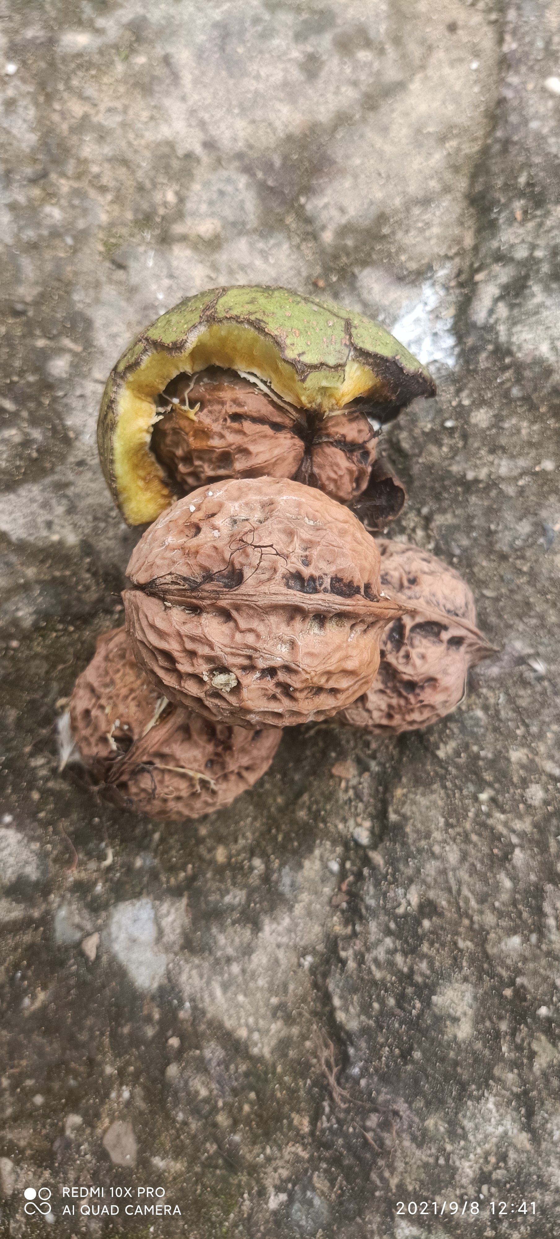 核桃油自家的核桃太阳光自晒液压冷榨产地直供价格优惠源汁源味。