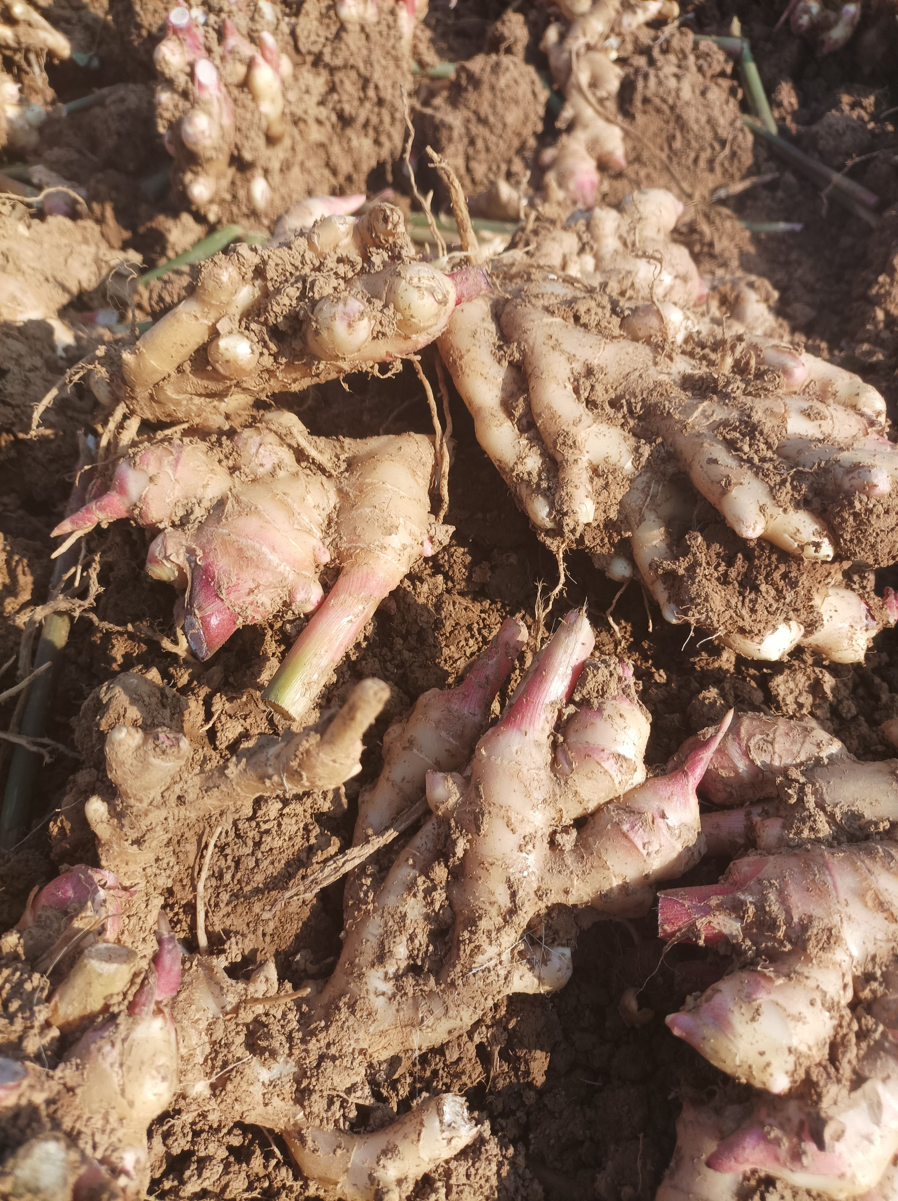 仔姜 四川省绵阳市江油市 2~4两 带土 新姜