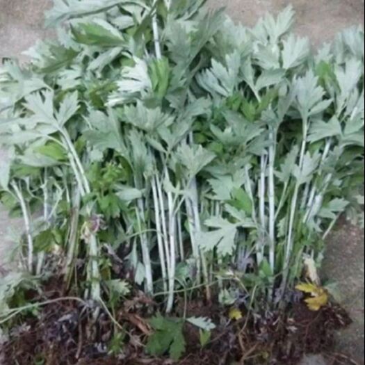 重庆市艾草苗