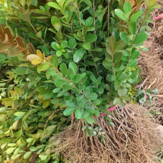 昆明 小叶黄杨裸根