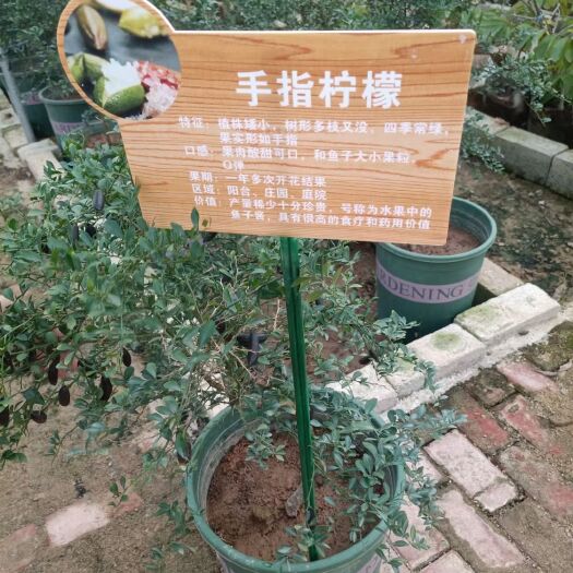 灵山县手指柠檬苗
