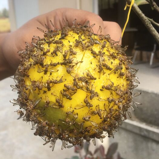 诱蝇球柑橘大实蝇桔小实蝇瓜果蝇粘虫球诱虫球针蜂蜜蜂大食蝇黄