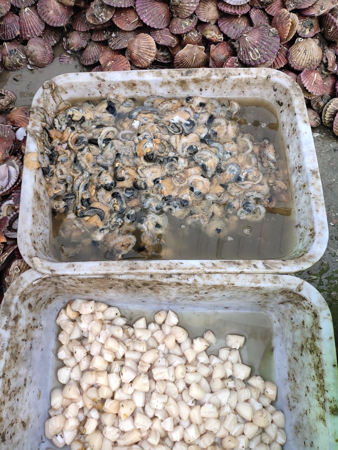 扇贝，海湾扇贝