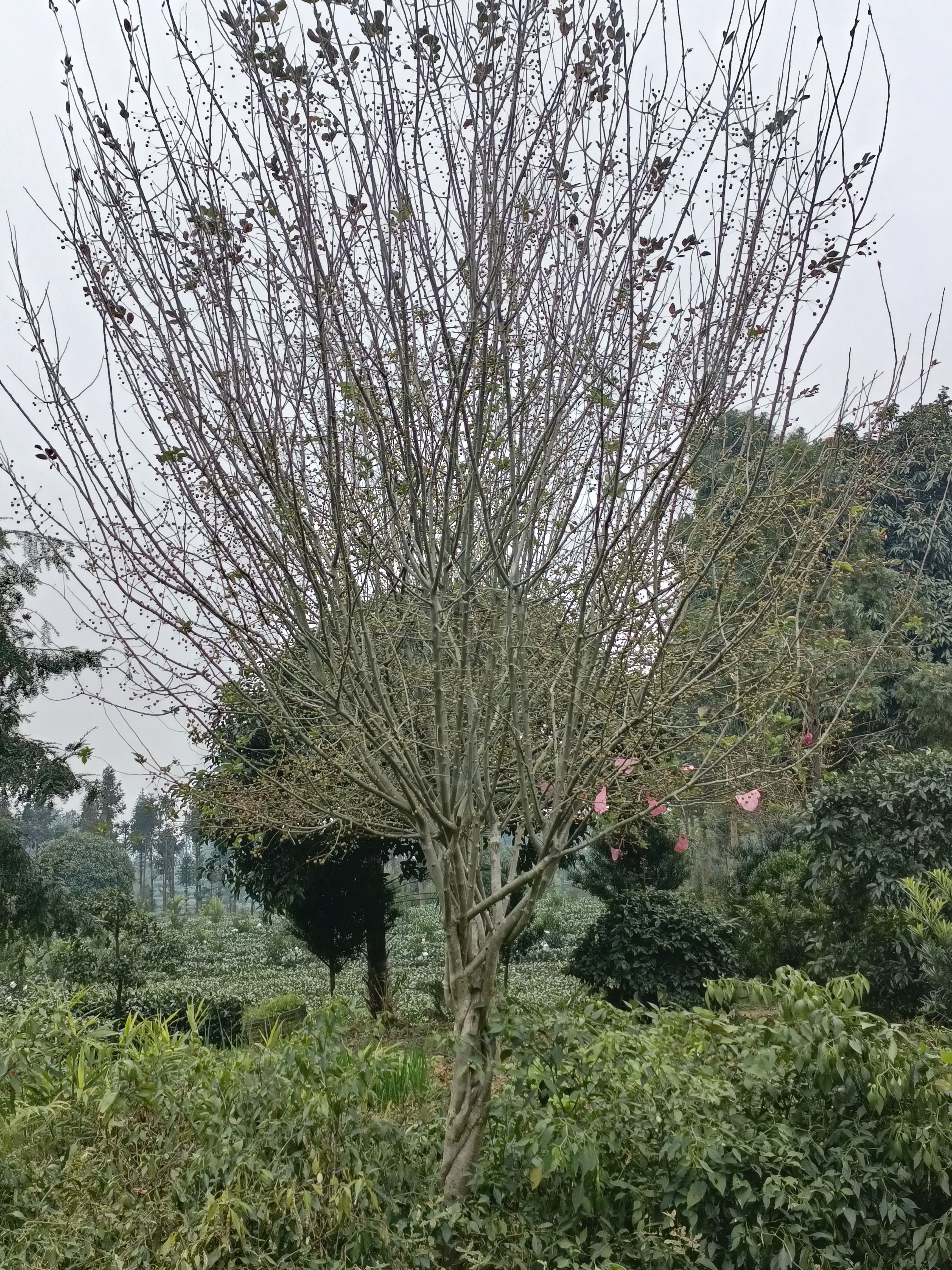垂丝海棠，独杆，从生，高低分支，缴杆(麻花海棠)四川垂丝海棠