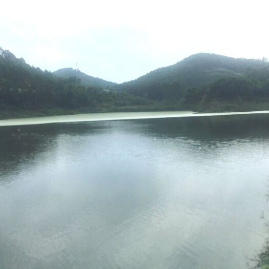 韶关 广东韶关曲江马坝80亩水面水库20年