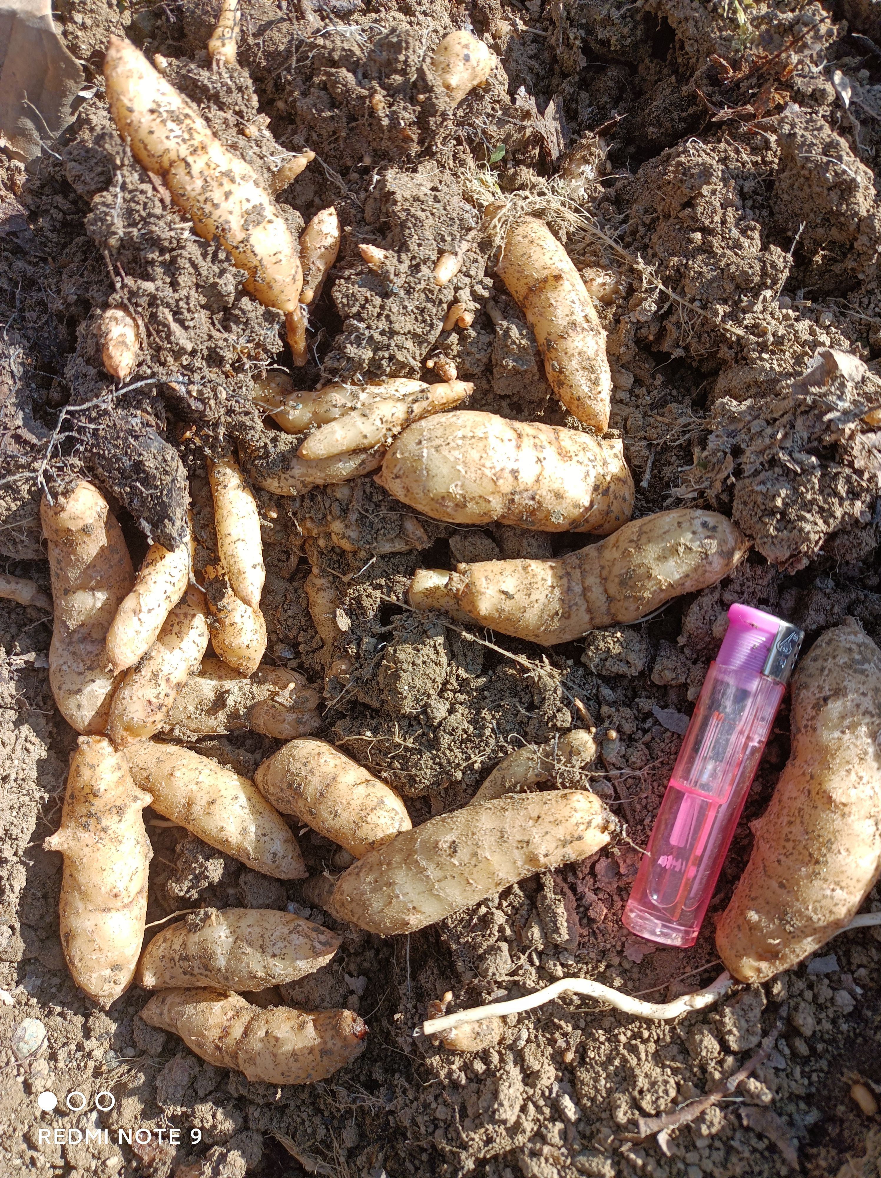 天麻种子，天麻0代种子，乌红杂交种子