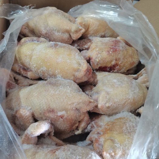 长沙白条鸡 冰冻鸡肉 白条鸡 