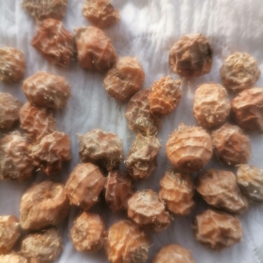 柏乡县油莎豆 大量油沙豆