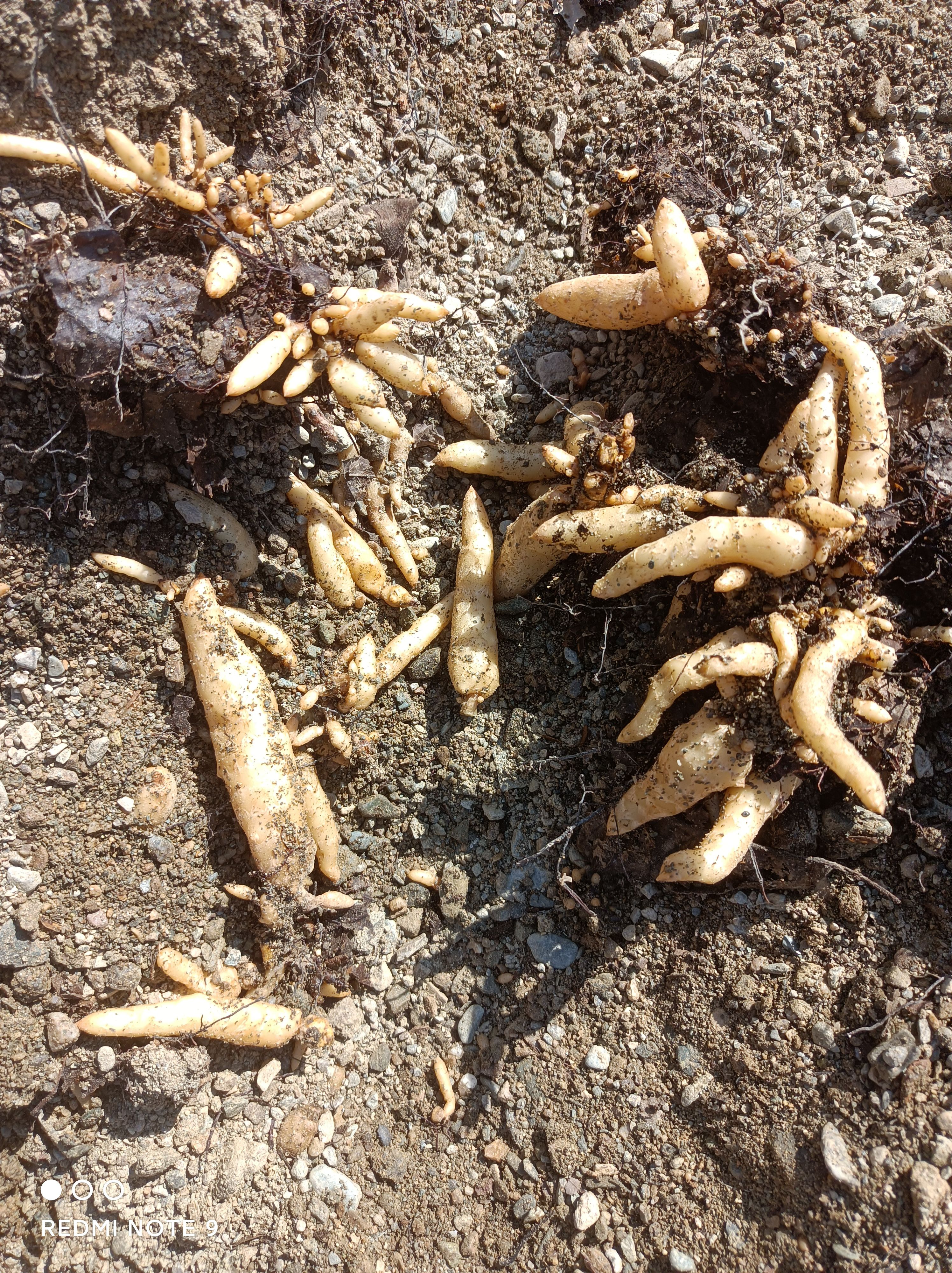 天麻种子，天麻0代种子，乌红杂交种子