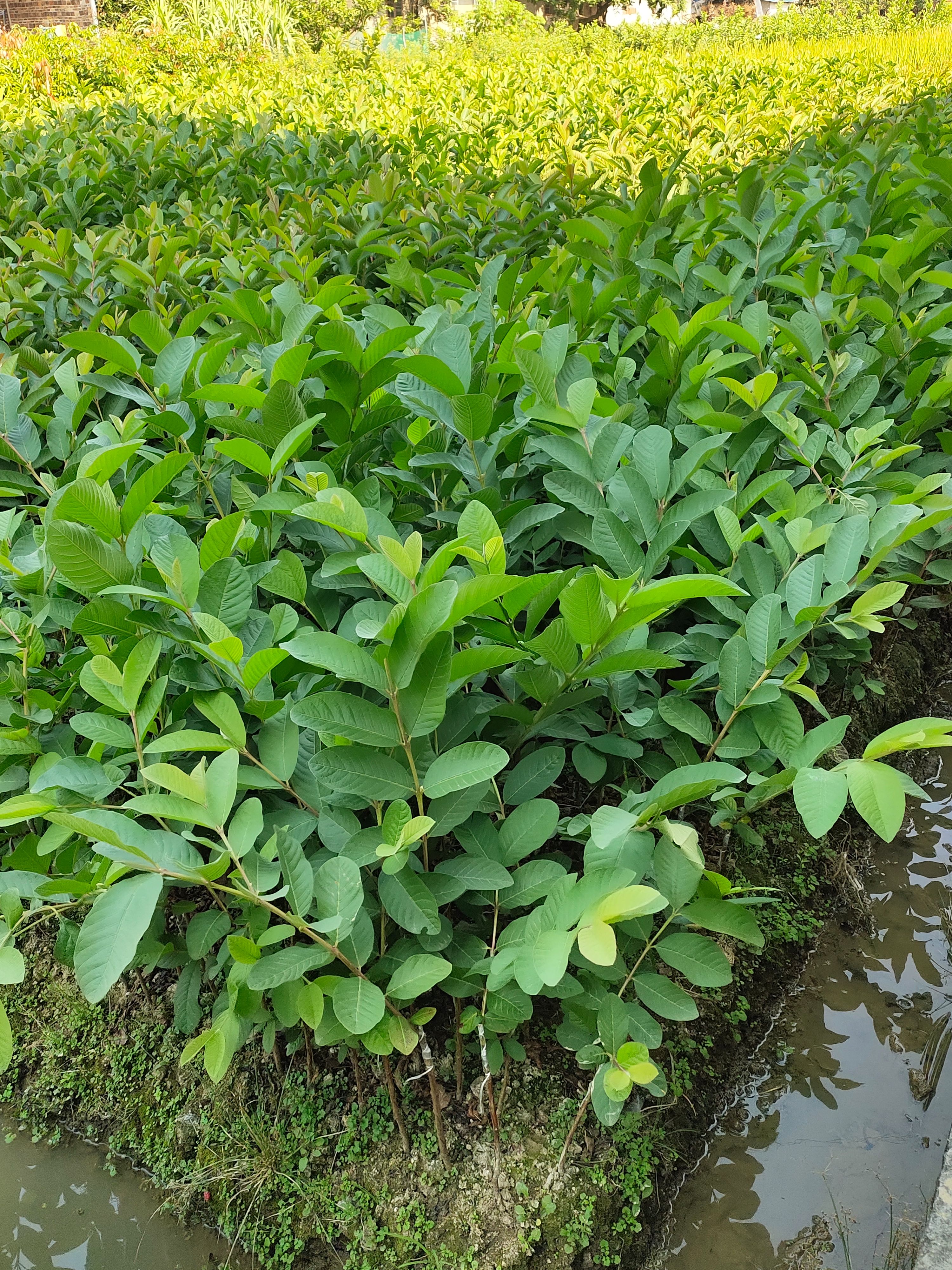 番石榴苗  番石榴苗珍珠芭乐苗红心白心红宝石芭乐苗四