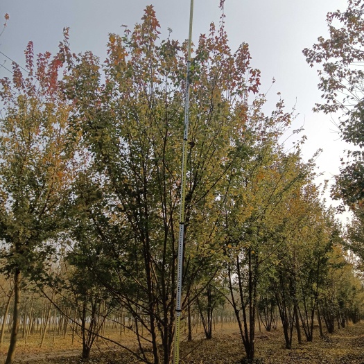 菏泽丛生三角枫基地直供4—6米，可视屏看货，可地头装车