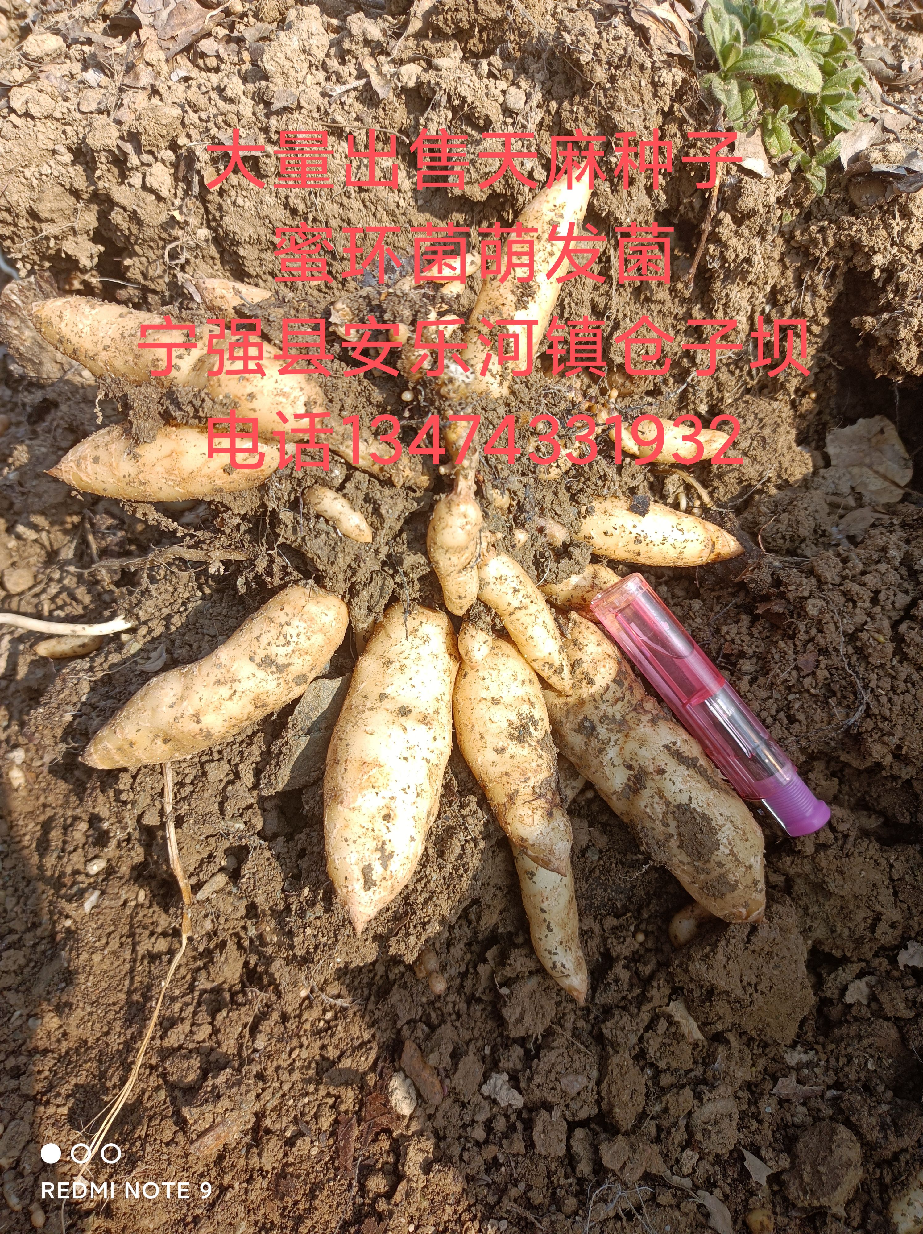 天麻种子，天麻0代种子，乌红杂交种子