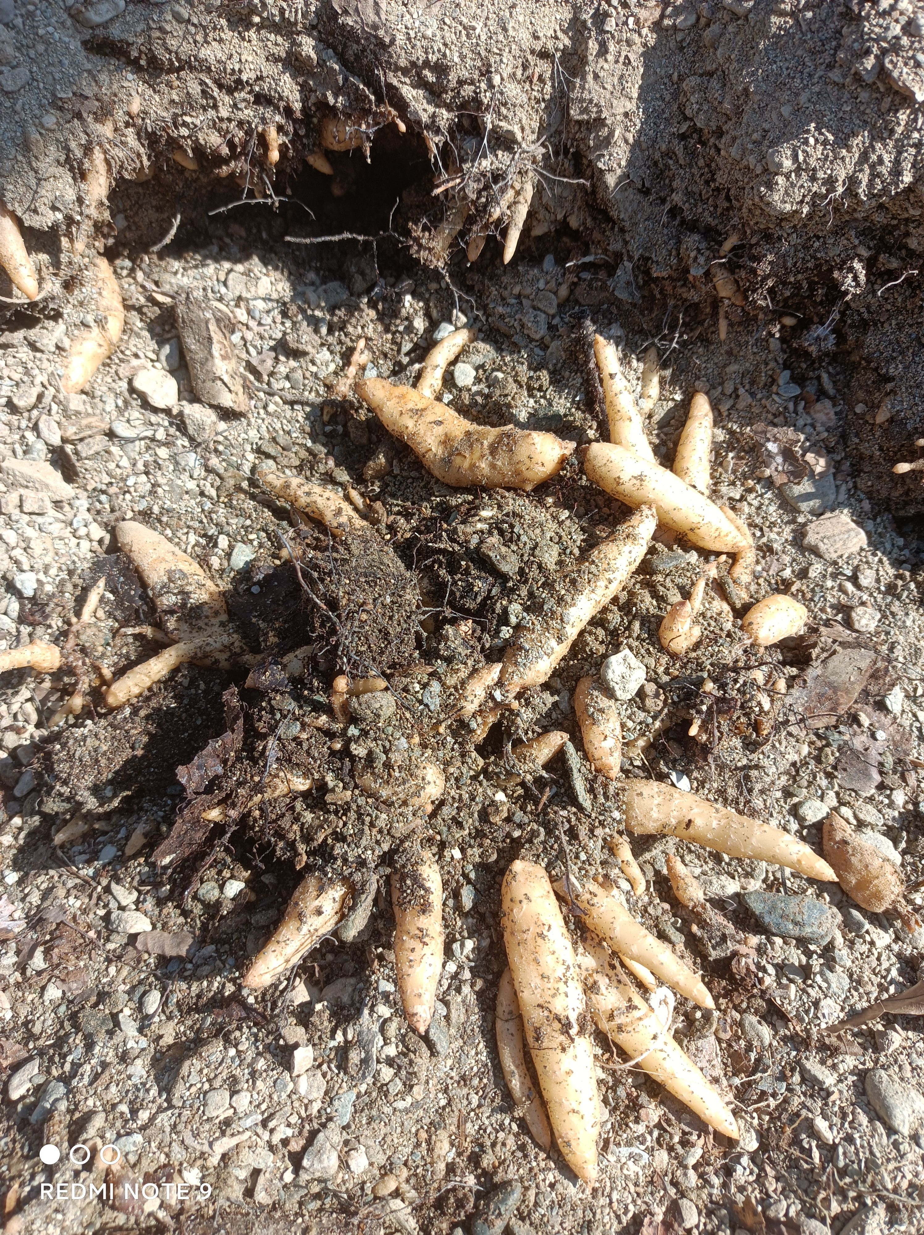 天麻种子，天麻0代种子，乌红杂交种子