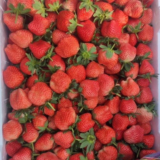 郑州 宁玉草莓