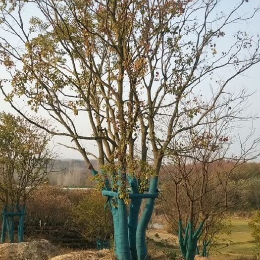 丛生乌桕价格，丛生乌桕基地，丛生乌桕产地，精品丛生乌桕