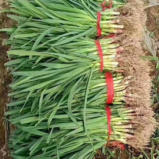 丰县江苏红根蒜苗