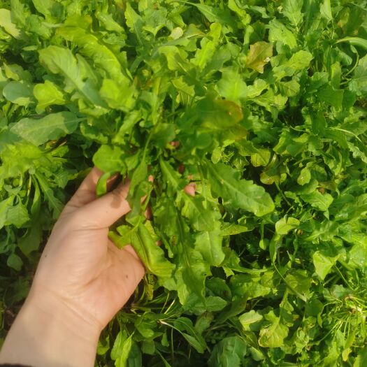 虞城县鲜荠荠菜，，，，，，，，，，，，，，，，，