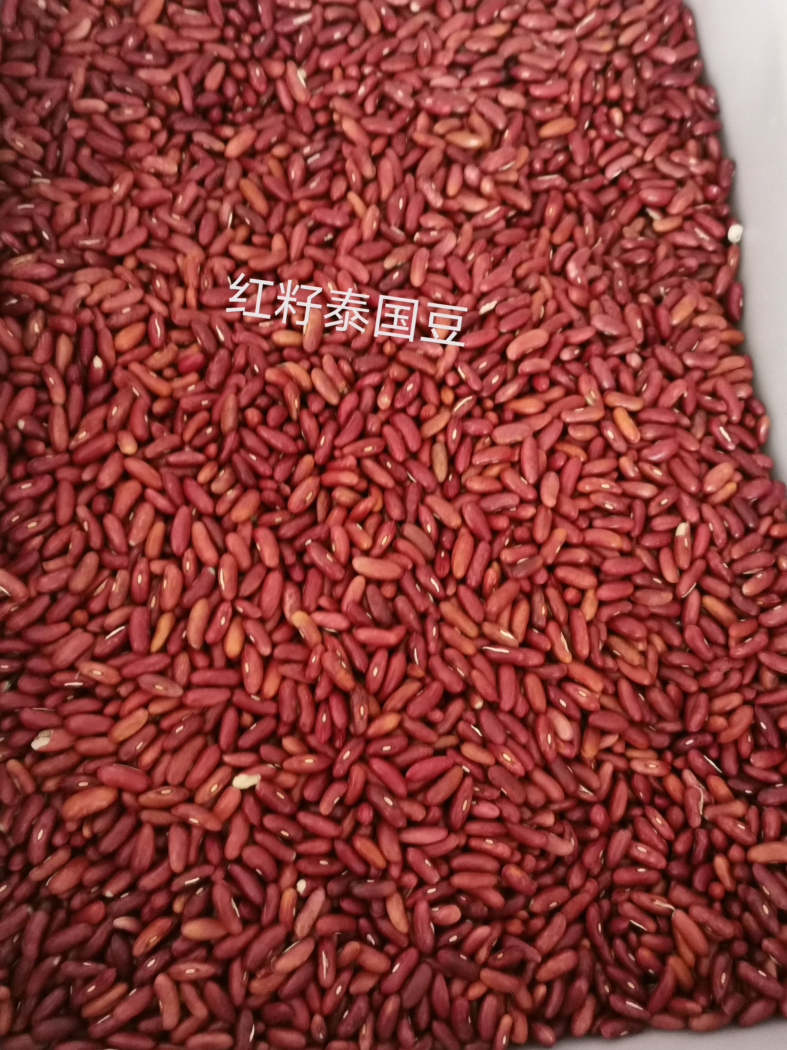 四季豆种子  良种红籽（黑籽）无筋豆四季豆 品质好 效益高