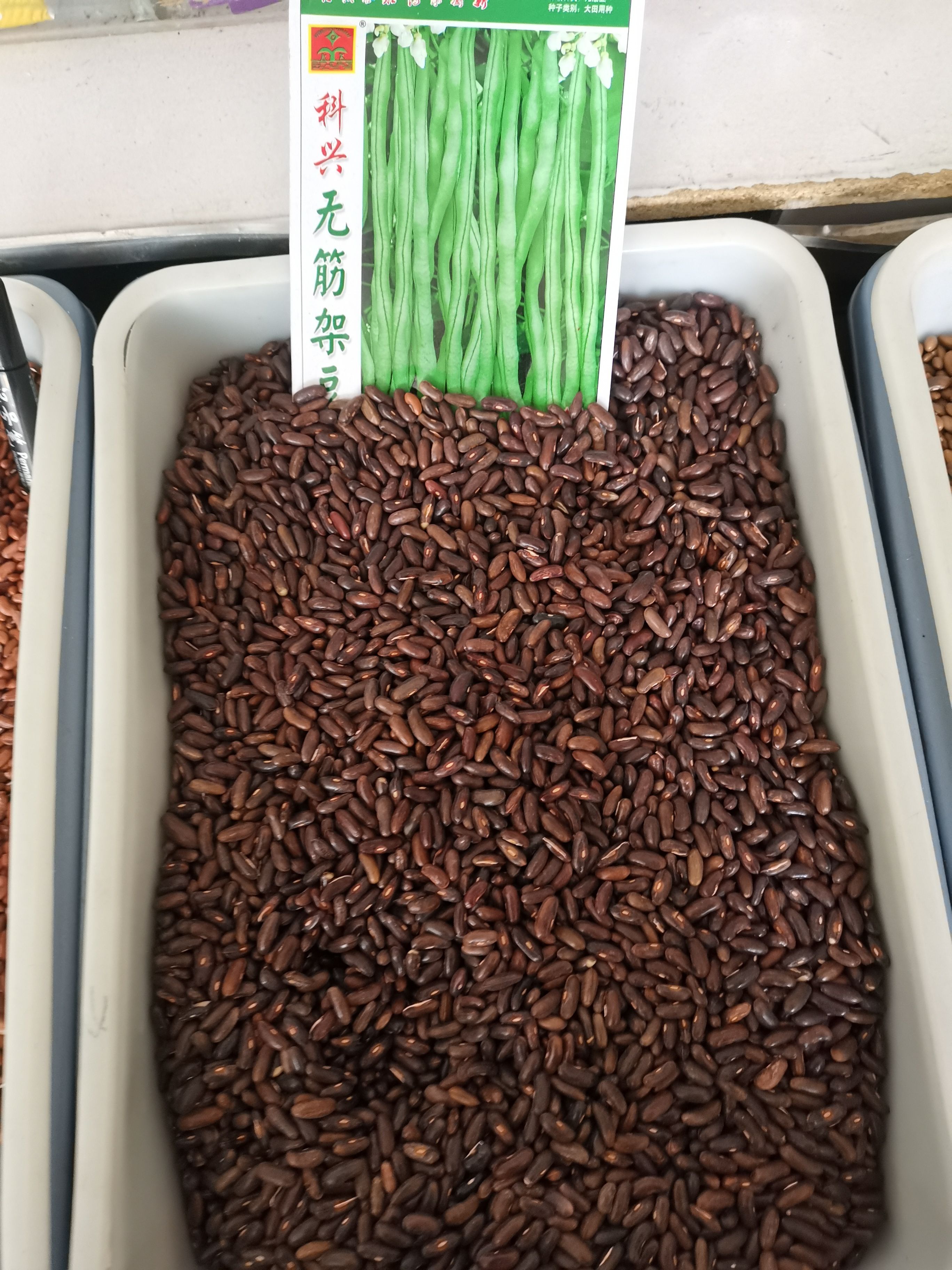 四季豆种子  良种红籽（黑籽）无筋豆四季豆 品质好 效益高