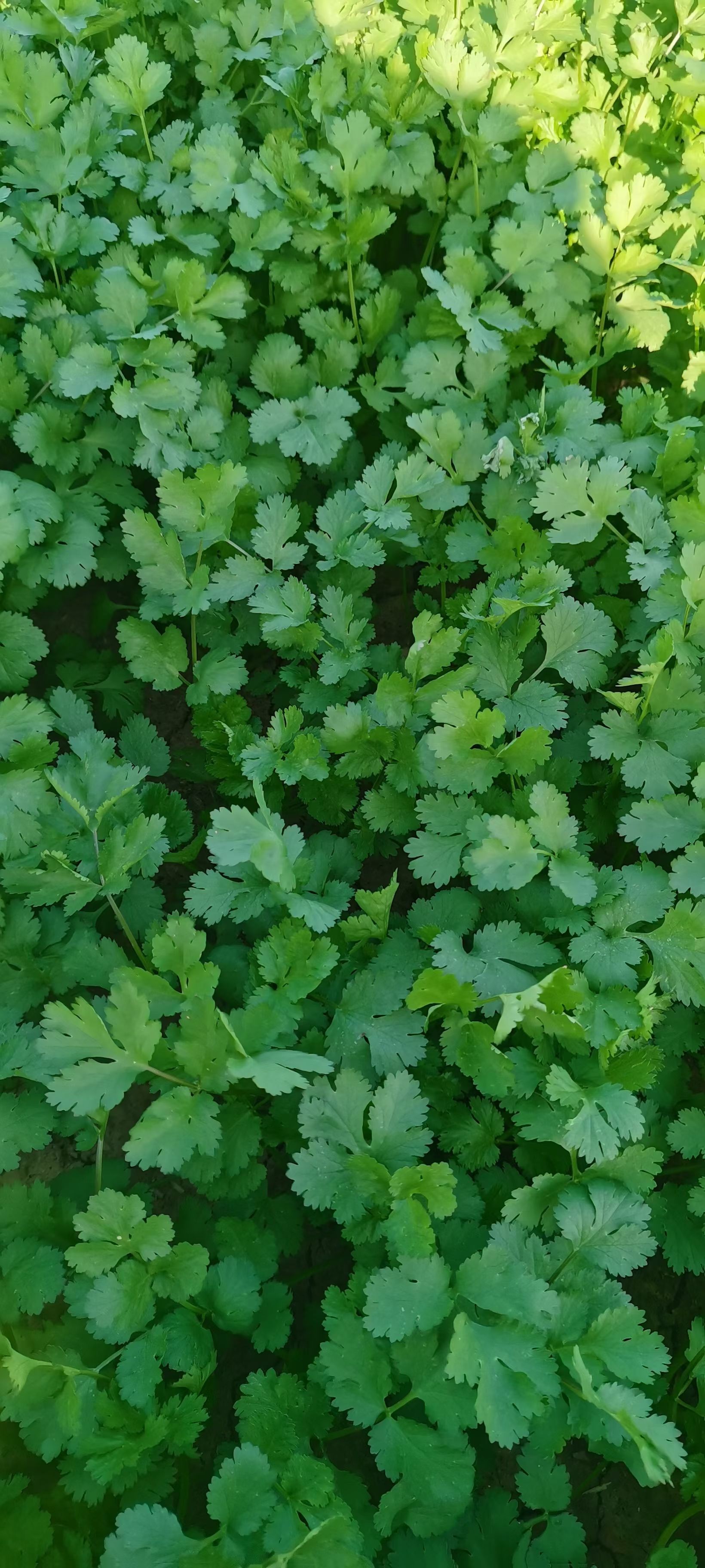 香菜，大叶香菜，基地大量供应中。