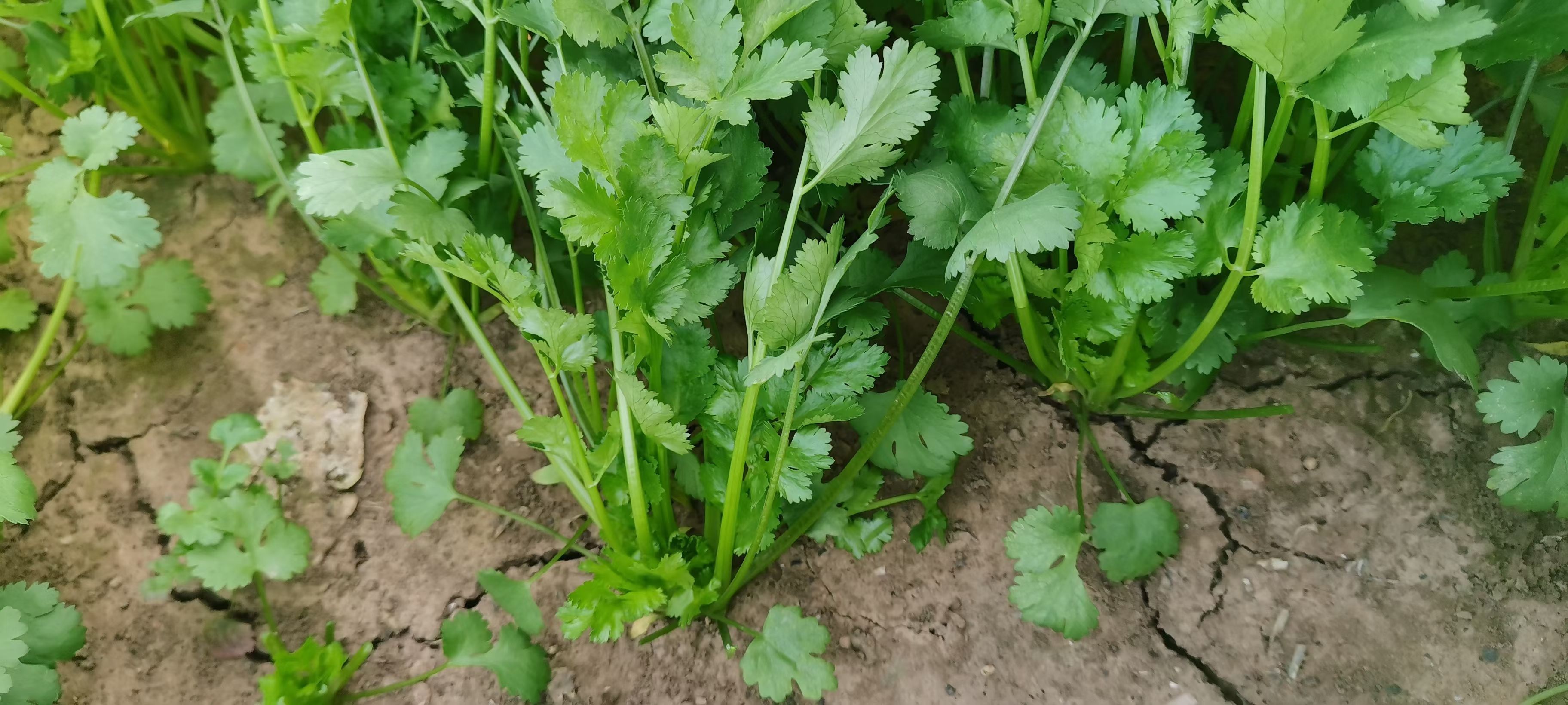 香菜，大叶香菜，基地大量供应中。