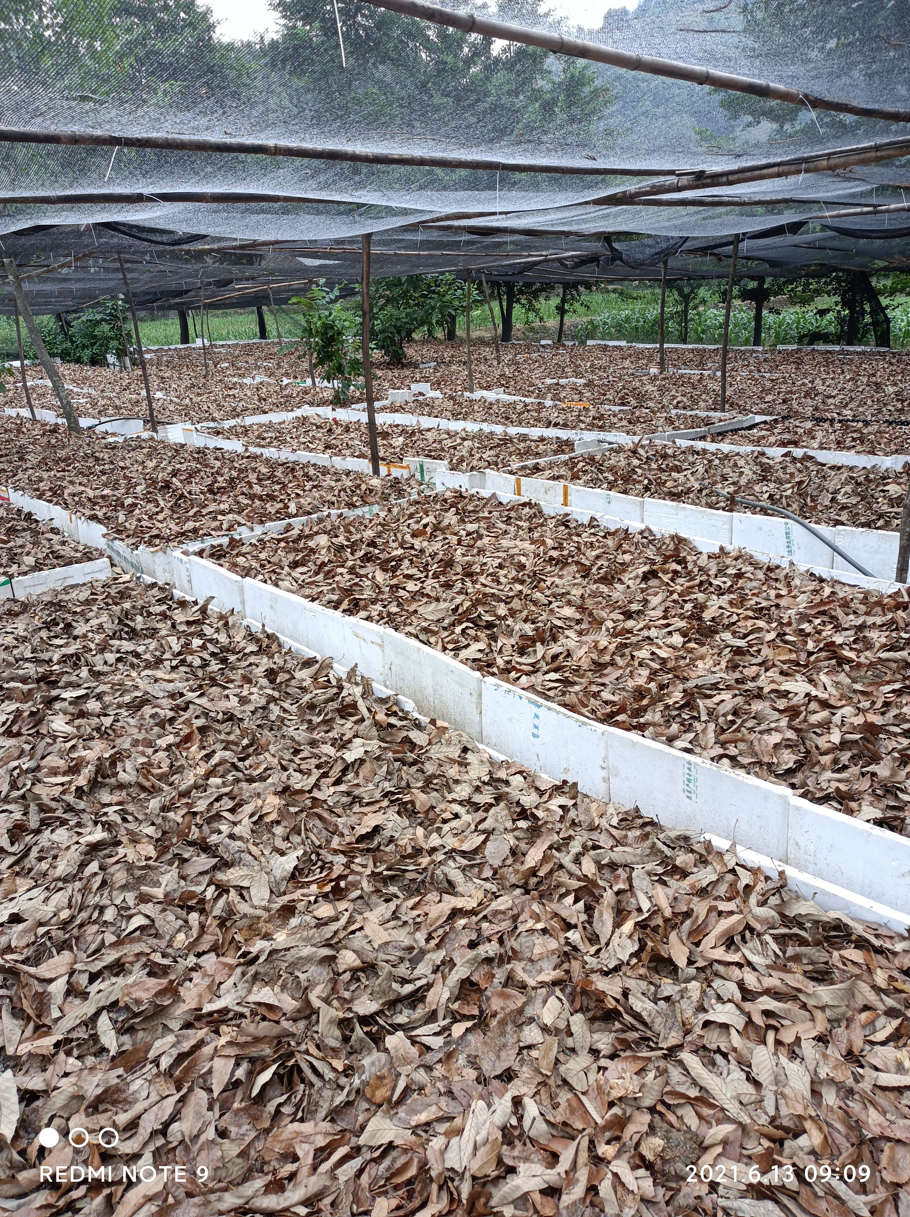 天麻种子，天麻0代种子，乌红杂交种子