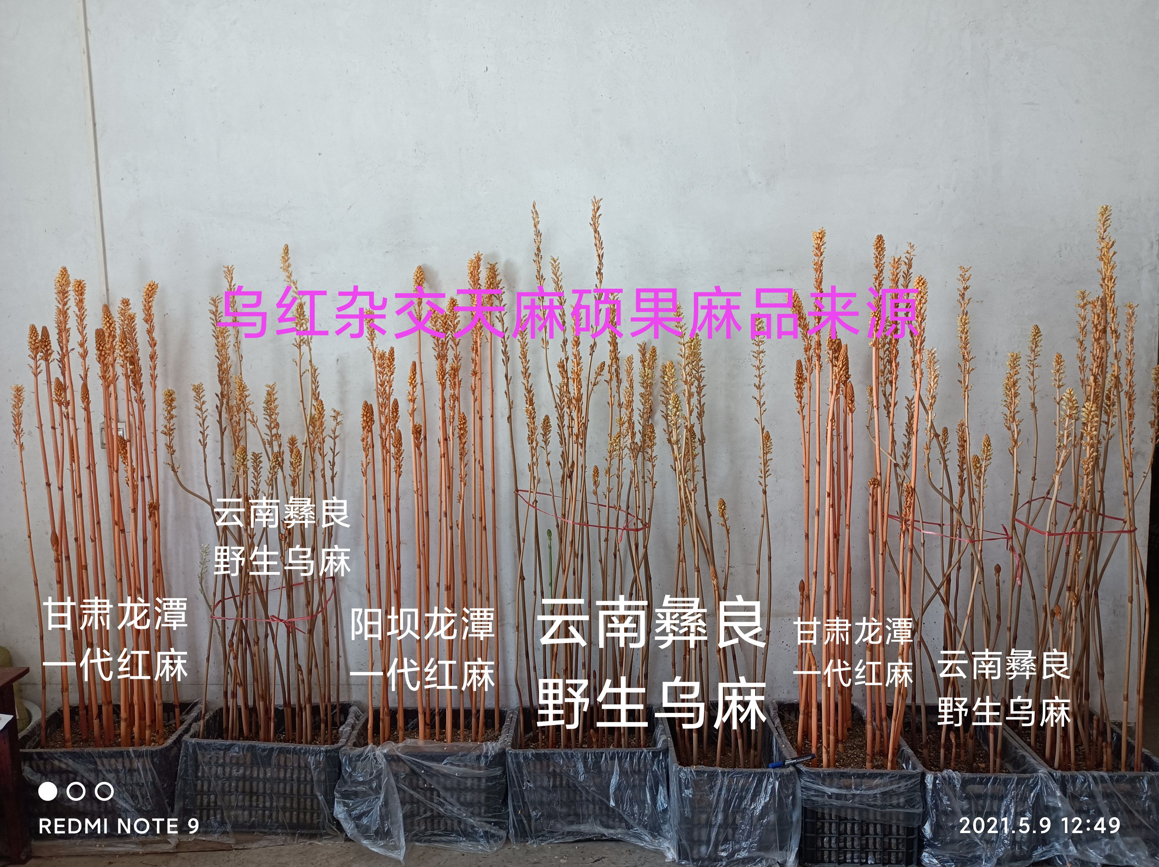 天麻种子，天麻0代种子，乌红杂交种子