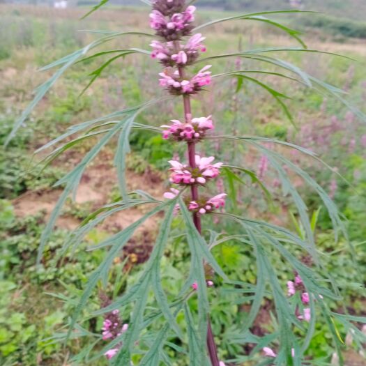 柳城县益母草  干净无杂草
