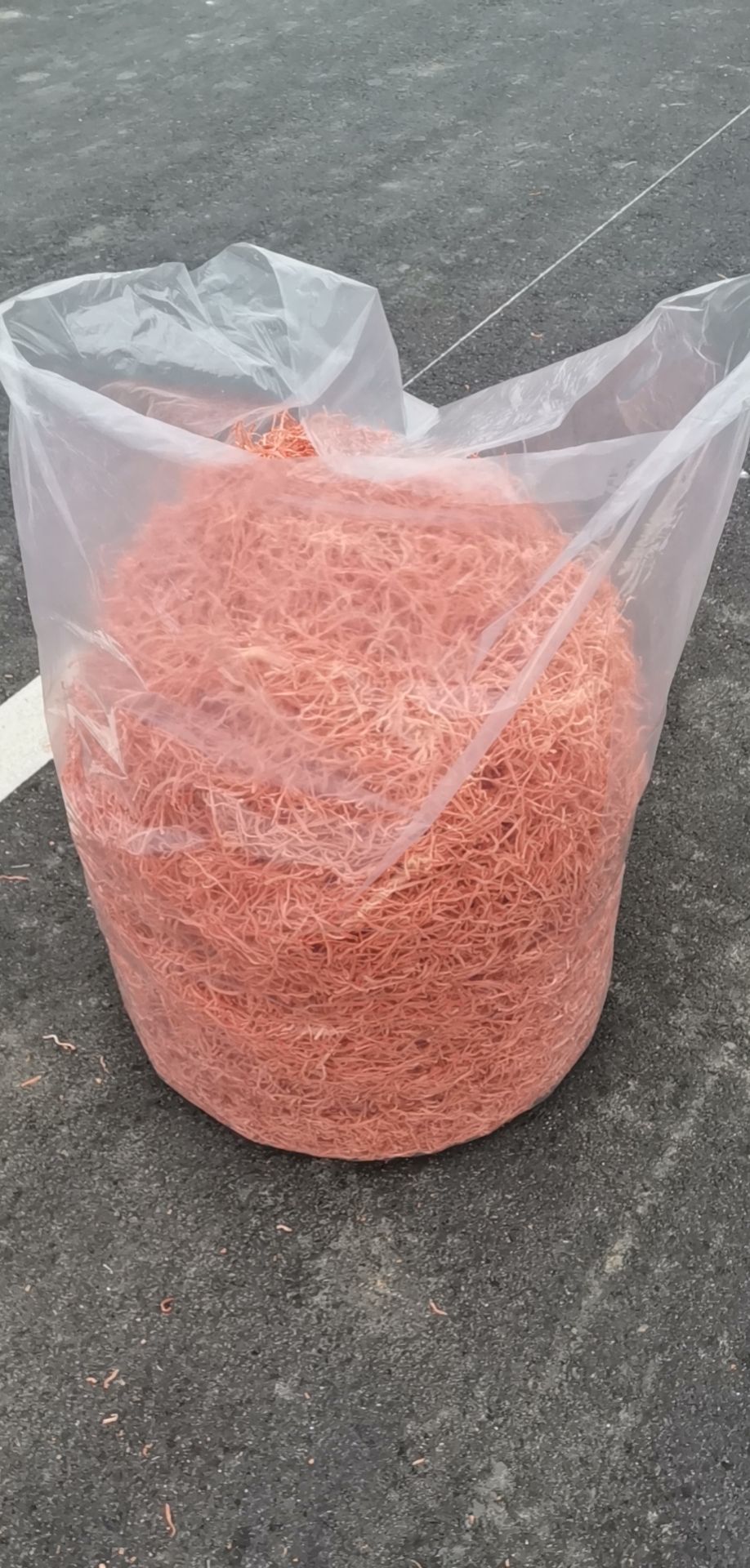 西瓜红  胡萝卜 红萝卜丝