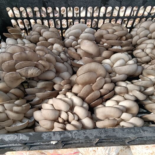 新沂市鲜平菇  平菇小平菇  套环精品头茬菇大量上市